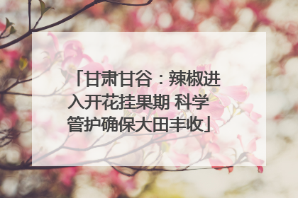 甘肃甘谷：辣椒进入开花挂果期 科学管护确保大田丰收