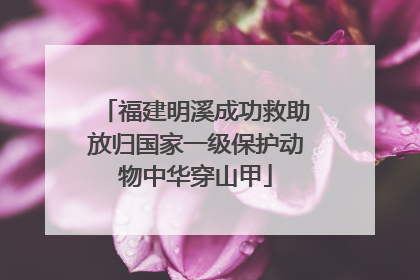 福建明溪成功救助放归国家一级保护动物中华穿山甲