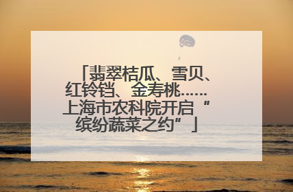 翡翠桔瓜、雪贝、红铃铛、金寿桃……上海市农科院开启“缤纷蔬菜之约”