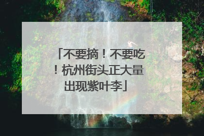 不要摘！不要吃！杭州街头正大量出现紫叶李