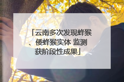 云南多次发现蜂猴、倭蜂猴实体 监测获阶段性成果