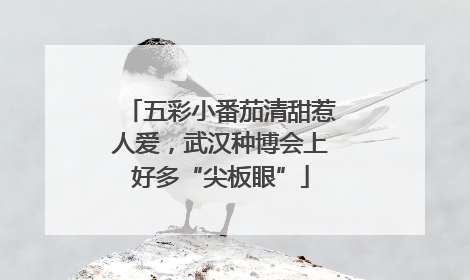 五彩小番茄清甜惹人爱，武汉种博会上好多“尖板眼”