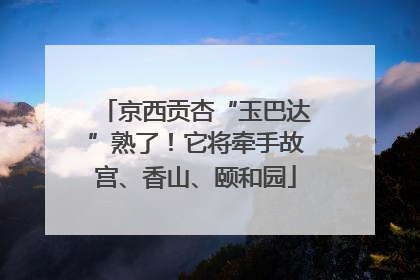 京西贡杏“玉巴达”熟了！它将牵手故宫、香山、颐和园