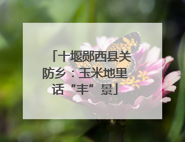 十堰郧西县关防乡：玉米地里话“丰”景