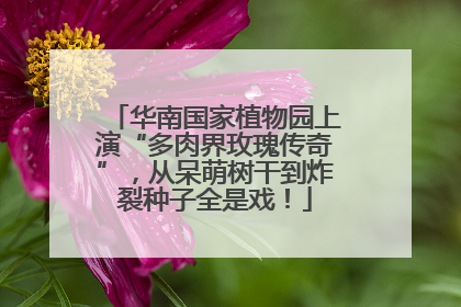 华南国家植物园上演“多肉界玫瑰传奇”，从呆萌树干到炸裂种子全是戏！