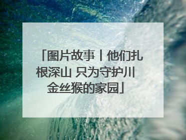 图片故事丨他们扎根深山 只为守护川金丝猴的家园