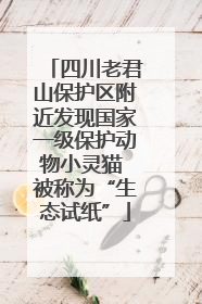 四川老君山保护区附近发现国家一级保护动物小灵猫 被称为“生态试纸”