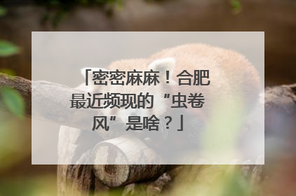 密密麻麻！合肥最近频现的“虫卷风”是啥？