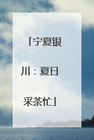 宁夏银川：夏日采茶忙