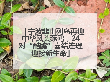 宁波韭山列岛再迎中华凤头燕鸥，24对“酷鸥”喜结连理迎接新生命