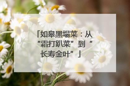 如皋黑塌菜：从“霜打趴菜”到“长寿金叶”