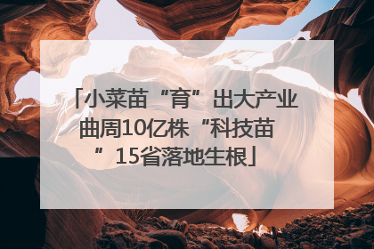 小菜苗“育”出大产业 曲周10亿株“科技苗”15省落地生根