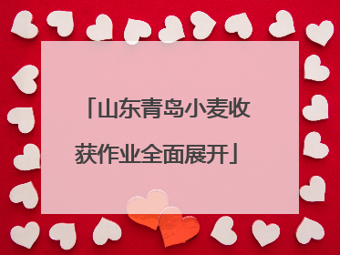 山东青岛小麦收获作业全面展开