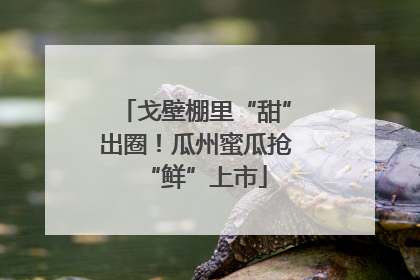 戈壁棚里“甜”出圈！瓜州蜜瓜抢“鲜”上市
