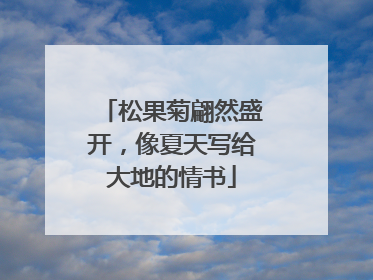 松果菊翩然盛开，像夏天写给大地的情书