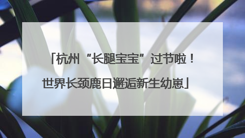 杭州“长腿宝宝”过节啦！世界长颈鹿日邂逅新生幼崽