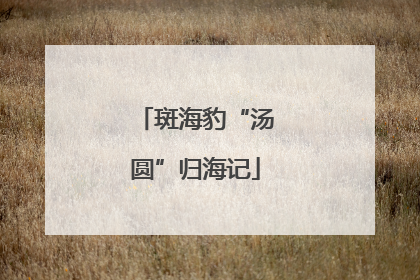 斑海豹“汤圆”归海记