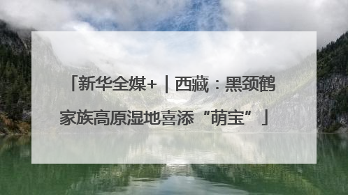 新华全媒+｜西藏：黑颈鹤家族高原湿地喜添“萌宝”