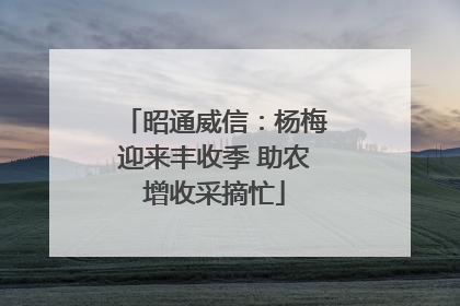 昭通威信：杨梅迎来丰收季 助农增收采摘忙