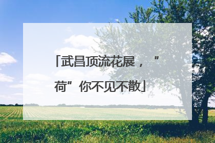 武昌顶流花展，“荷”你不见不散