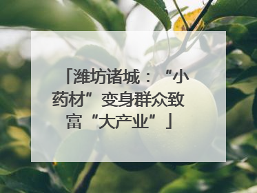 潍坊诸城：“小药材”变身群众致富“大产业”