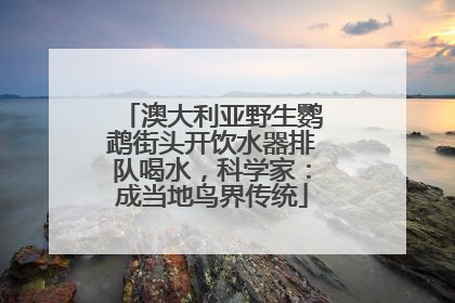 澳大利亚野生鹦鹉街头开饮水器排队喝水，科学家：成当地鸟界传统