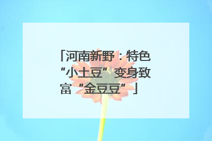 河南新野：特色“小土豆”变身致富“金豆豆”