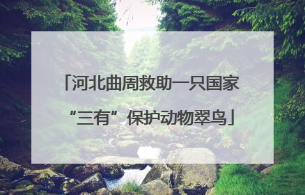 河北曲周救助一只国家“三有”保护动物翠鸟