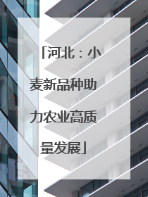 河北：小麦新品种助力农业高质量发展