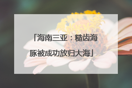 海南三亚：糙齿海豚被成功放归大海