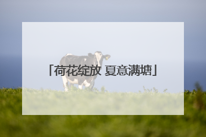 荷花绽放 夏意满塘