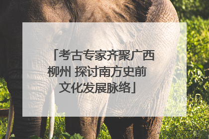 考古专家齐聚广西柳州 探讨南方史前文化发展脉络