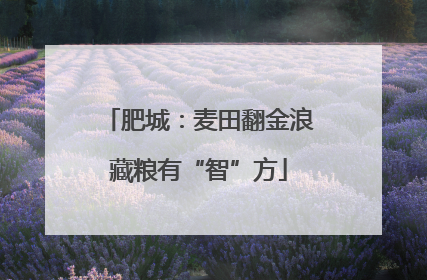 肥城：麦田翻金浪藏粮有“智”方