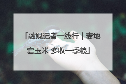 融媒记者一线行｜麦地套玉米 多收一季粮