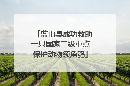 蓝山县成功救助一只国家二级重点保护动物领角鸮