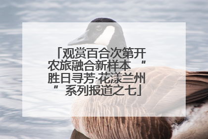 观赏百合次第开 农旅融合新样本 “胜日寻芳·花漾兰州”系列报道之七