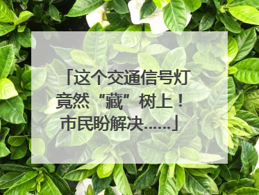 这个交通信号灯竟然“藏”树上！市民盼解决……