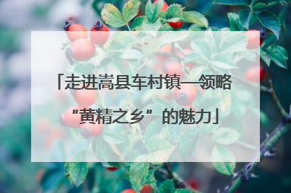 走进嵩县车村镇—领略“黄精之乡”的魅力