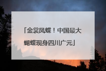 金裳凤蝶！中国最大蝴蝶现身四川广元