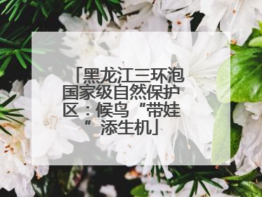 黑龙江三环泡国家级自然保护区：候鸟“带娃”添生机