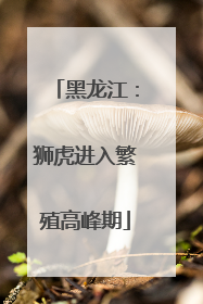 黑龙江：狮虎进入繁殖高峰期
